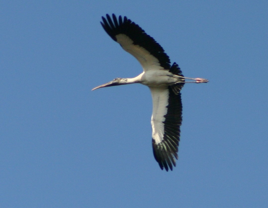 Wood Stork - Mark Hughes