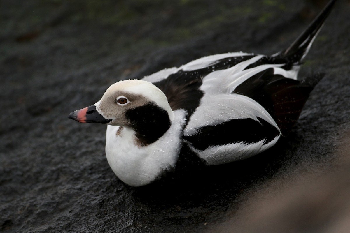 Long-tailed Duck - ML43835051