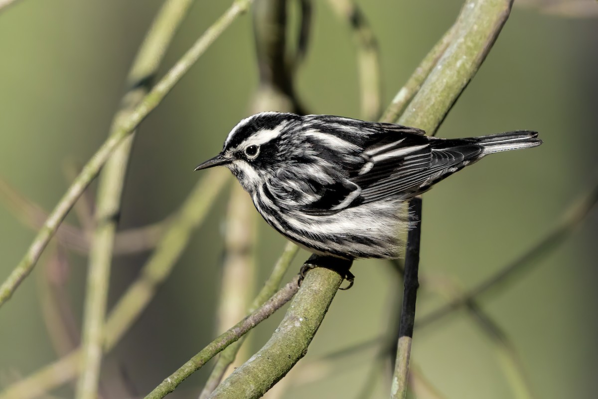 Black-and-white Warbler - ML438350941