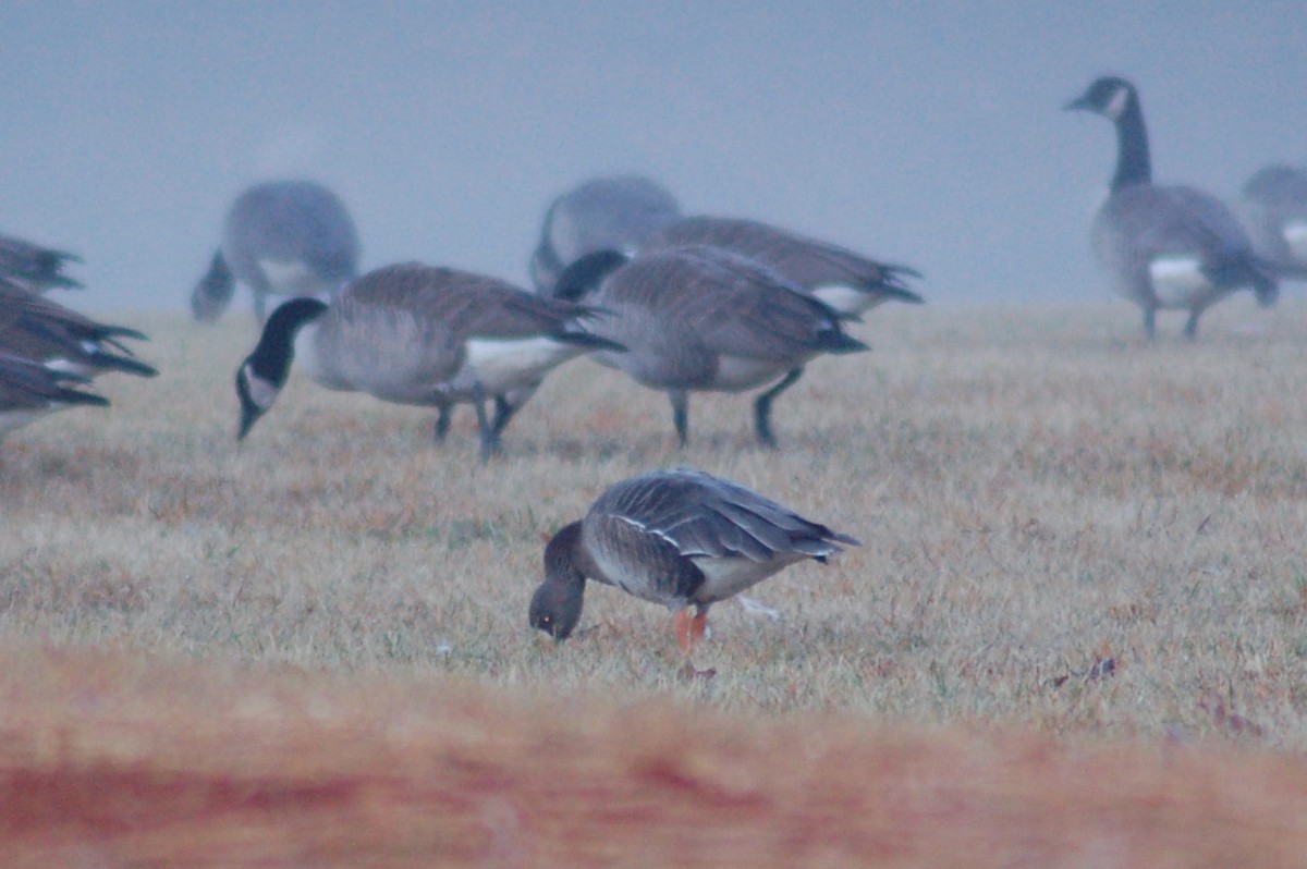 Greater White-fronted Goose - ML43835561