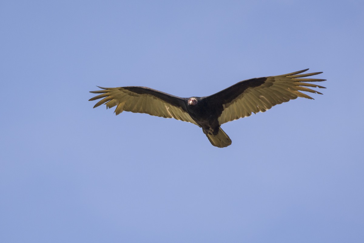 Turkey Vulture - Leonel Melvern