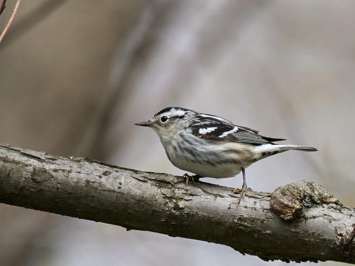 Black-and-white Warbler - ML438367041