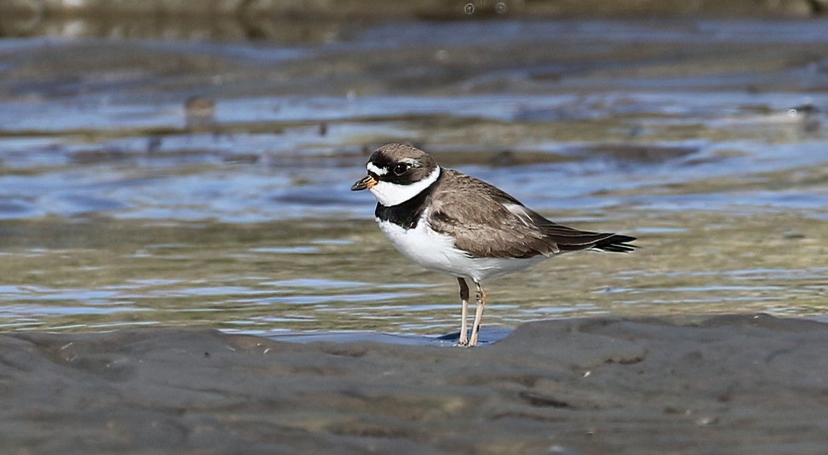 Semipalmated Plover - ML438367711