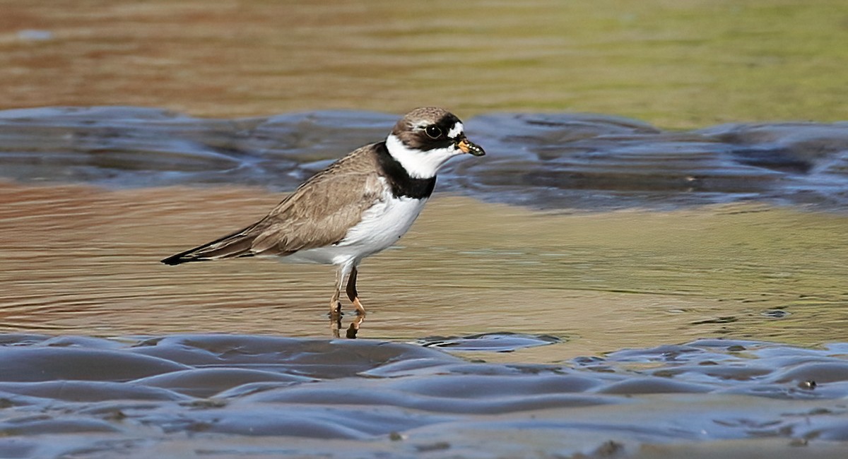 Semipalmated Plover - ML438367721