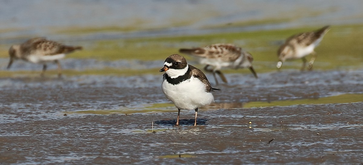 Semipalmated Plover - ML438367731