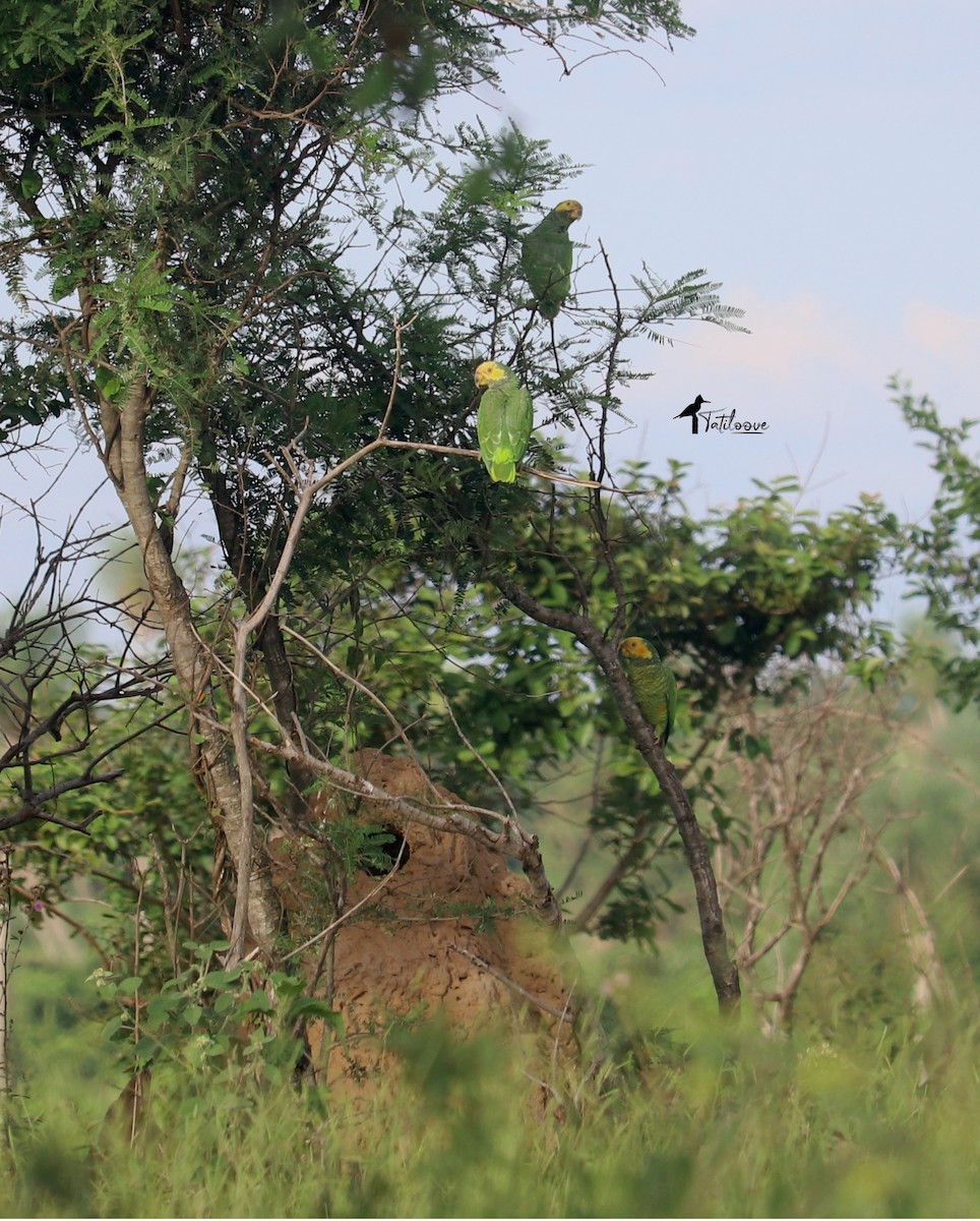 Yellow-faced Parrot - ML438368311