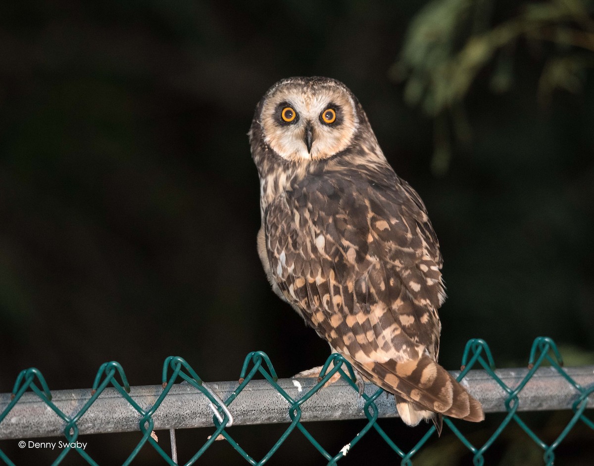 Short-eared Owl - Denny Swaby
