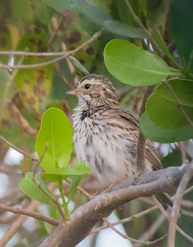 Savannah Sparrow - ML438373971