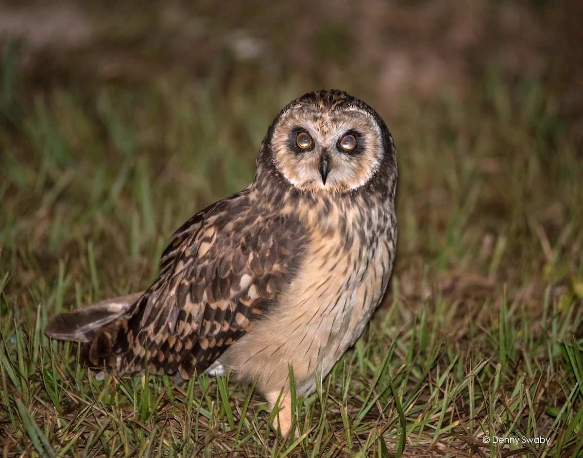 Short-eared Owl - Denny Swaby