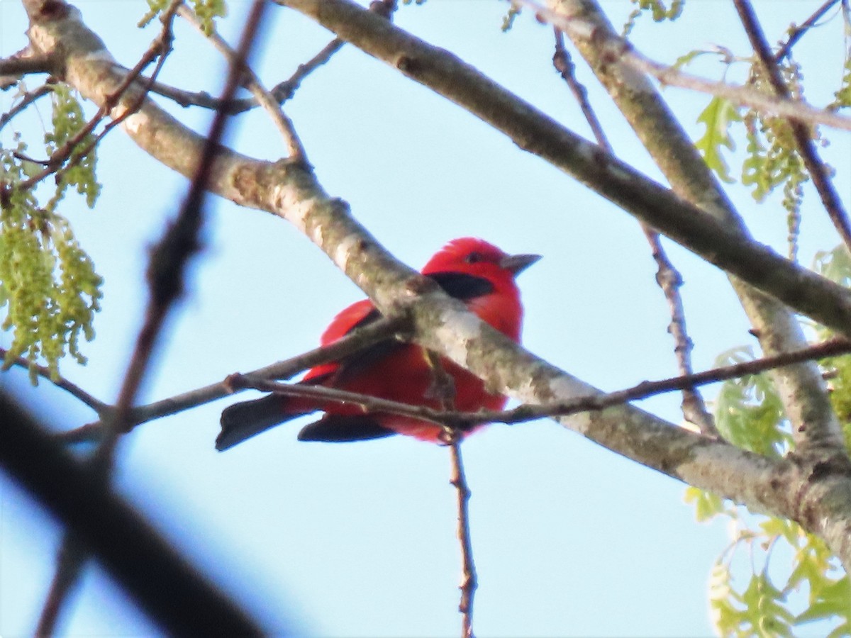 Scarlet Tanager - ML438377111