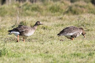 Greater White-fronted Goose, ML43838431
