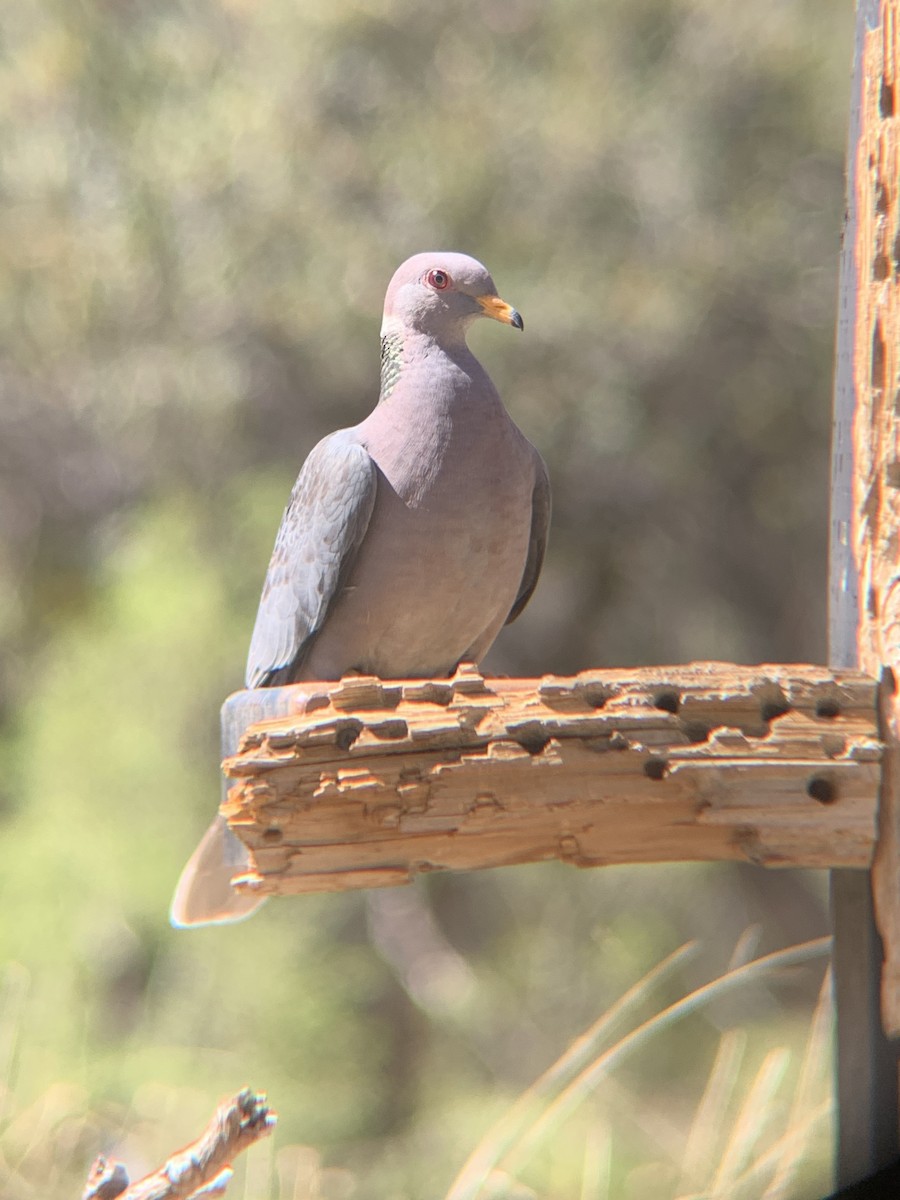 Band-tailed Pigeon - Caleb Strand