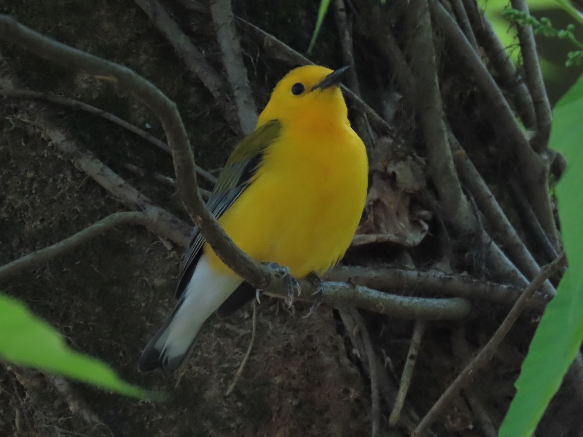 Prothonotary Warbler - ML438387111