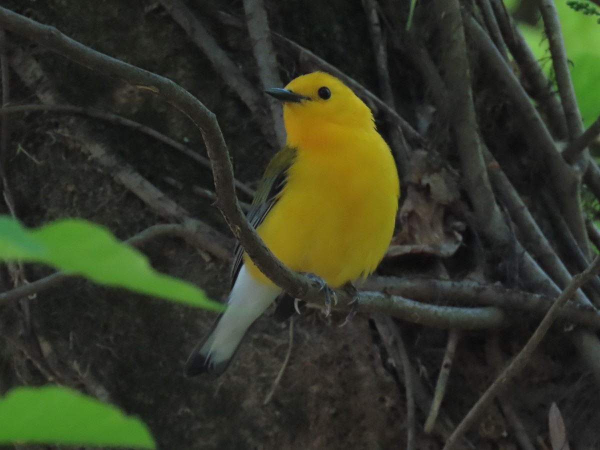 Prothonotary Warbler - ML438387161