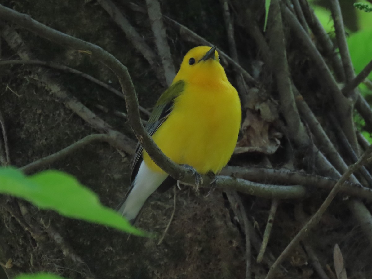 Prothonotary Warbler - ML438387171