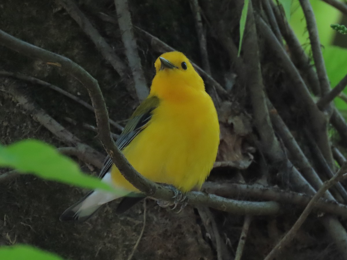 Prothonotary Warbler - ML438387261