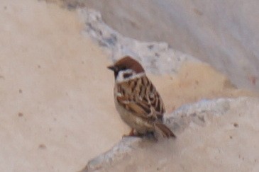 Eurasian Tree Sparrow - ML43839141