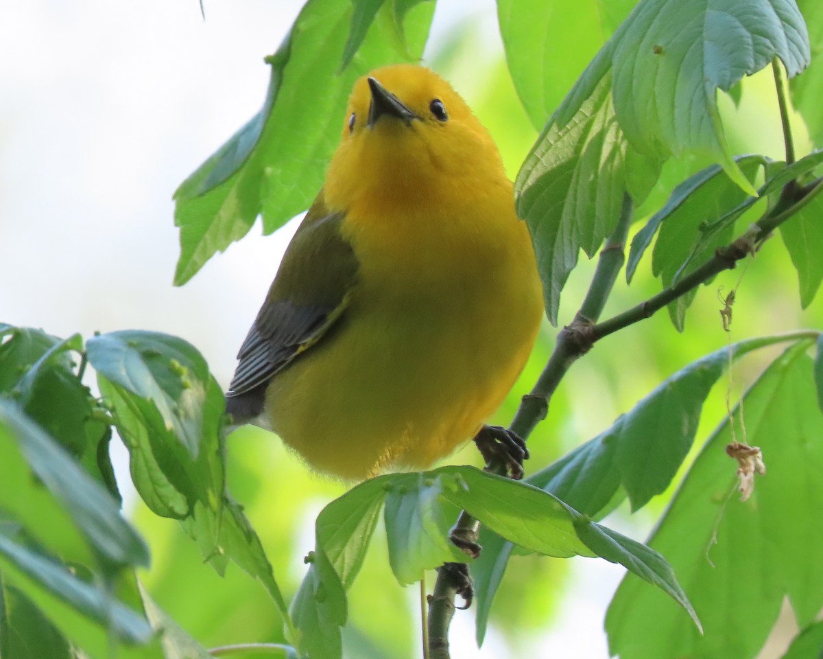 Prothonotary Warbler - ML438399111