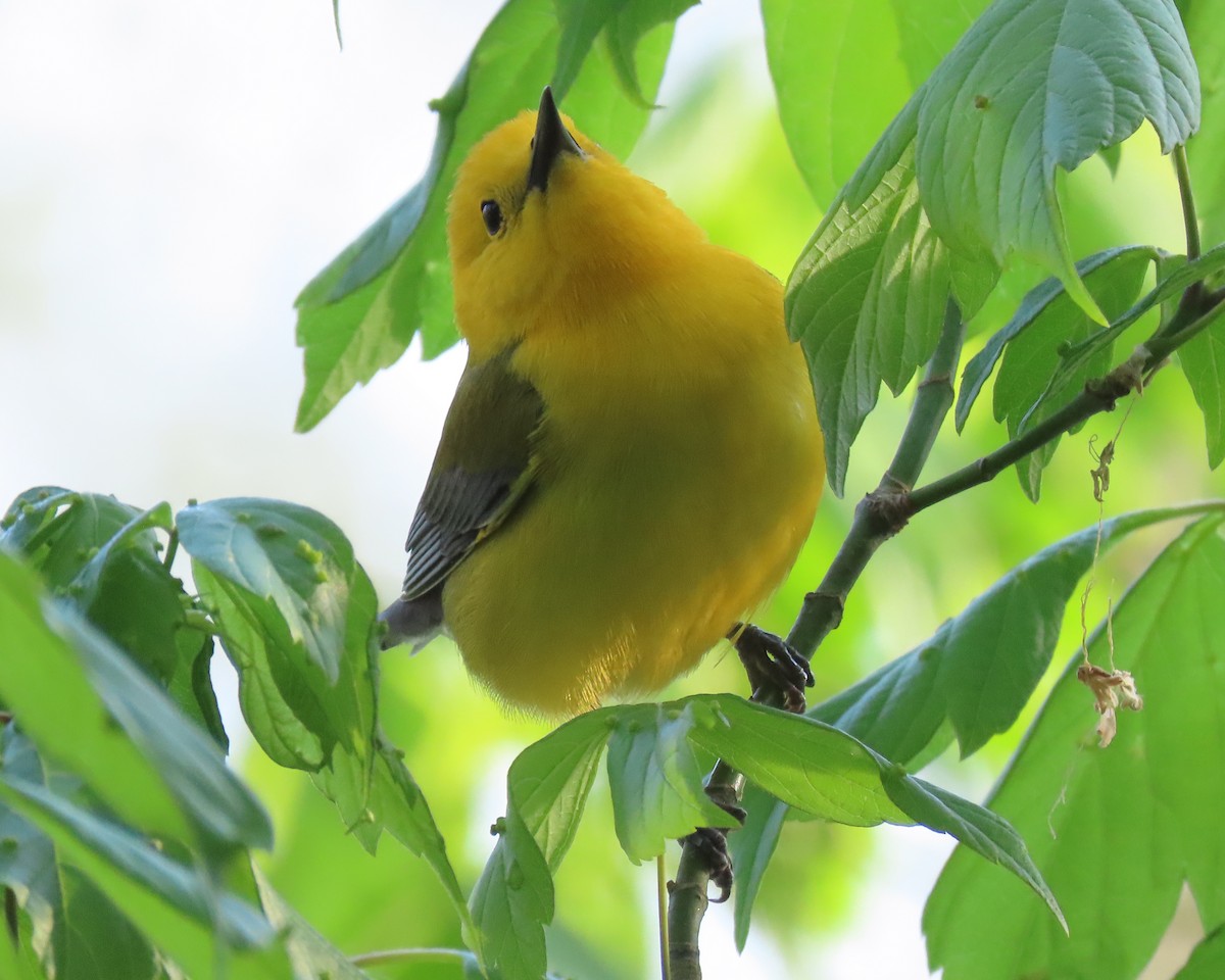 Prothonotary Warbler - ML438399121