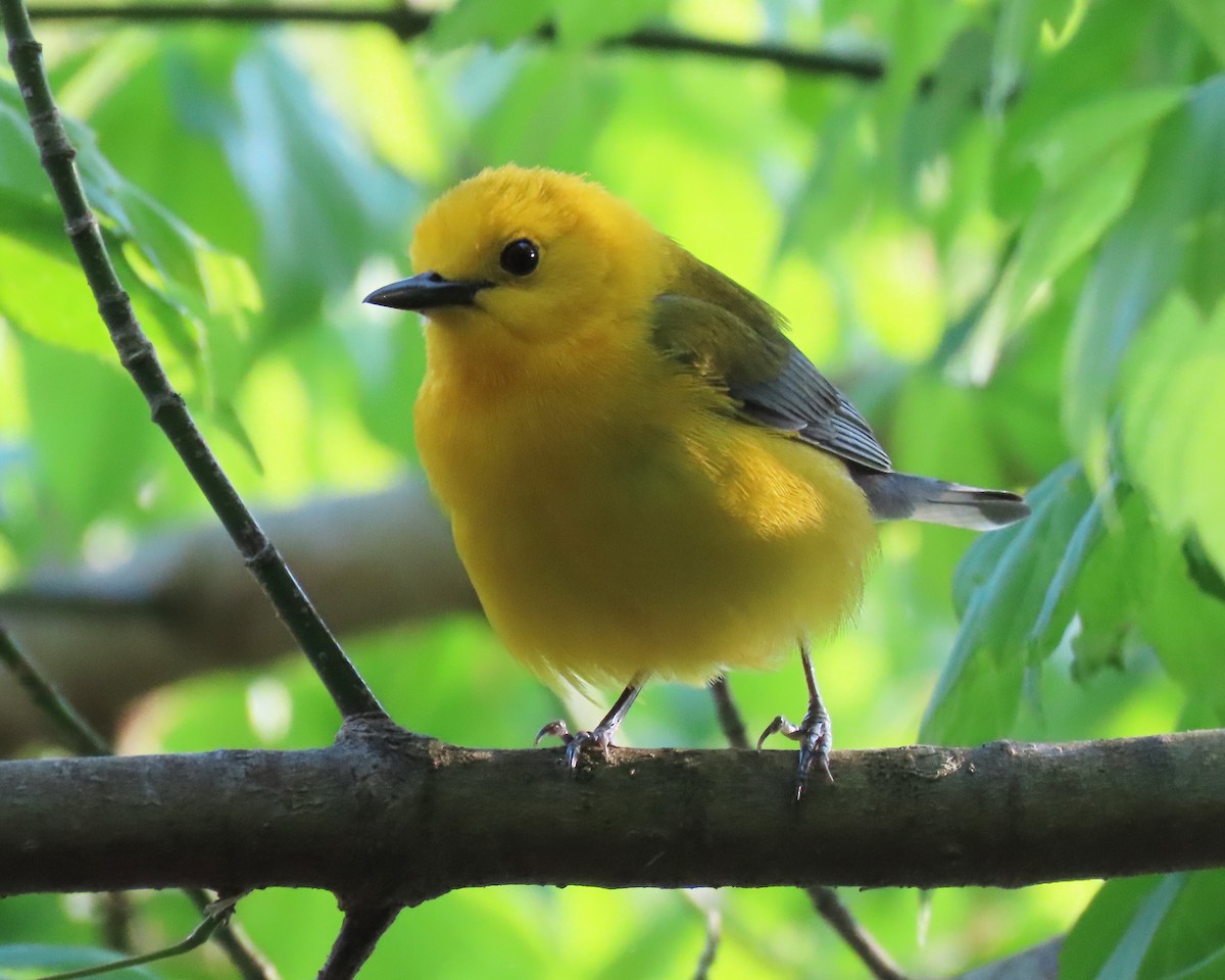 Prothonotary Warbler - ML438399131