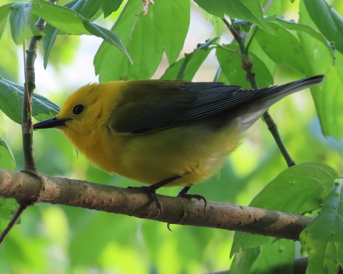 Prothonotary Warbler - ML438399161