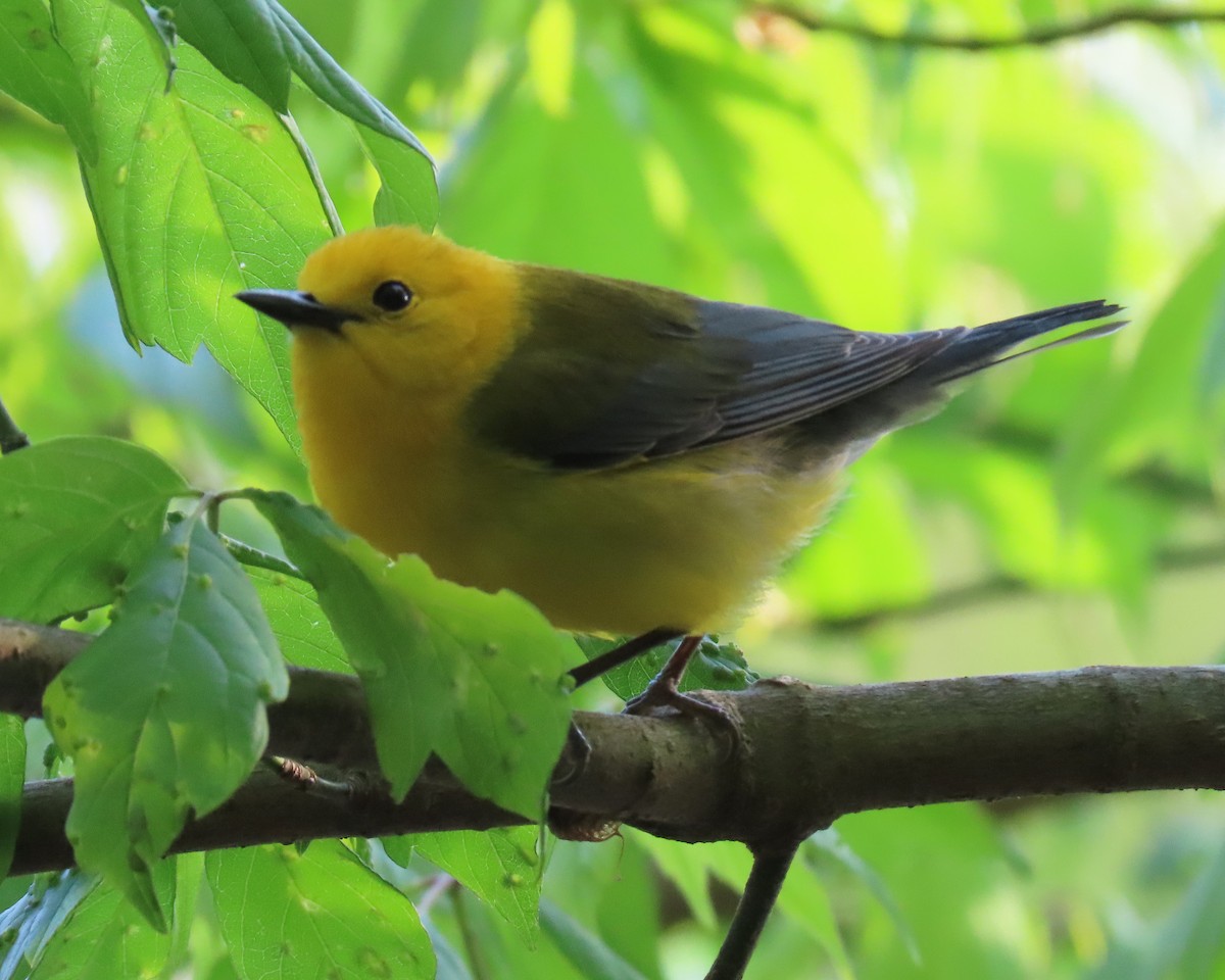 Prothonotary Warbler - ML438399181