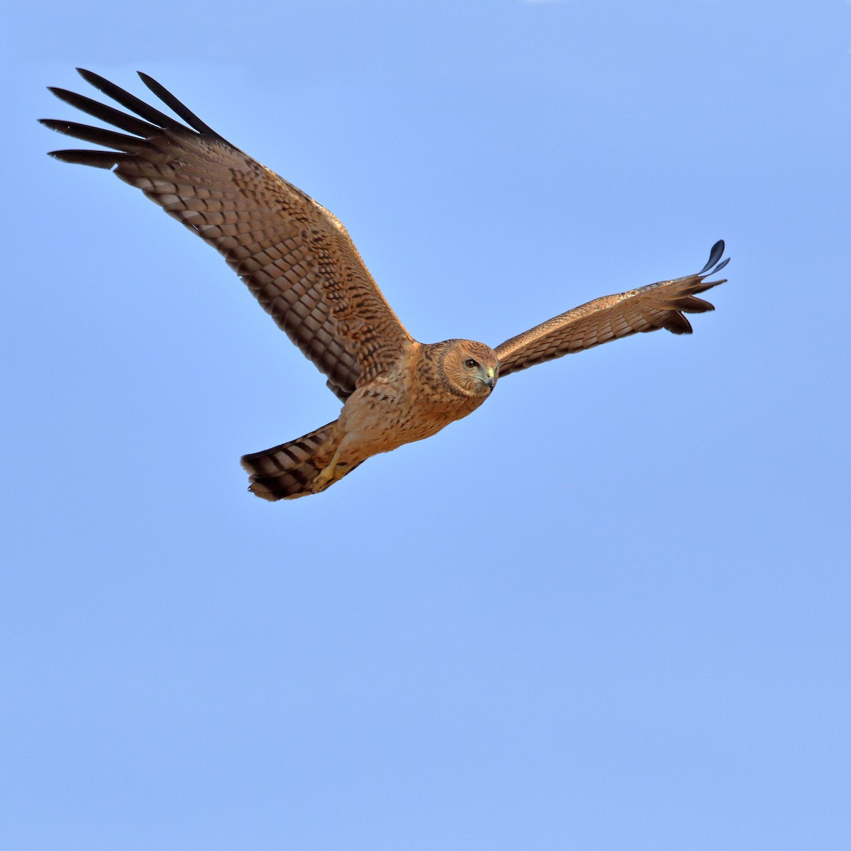 Spotted Harrier - ML438401051