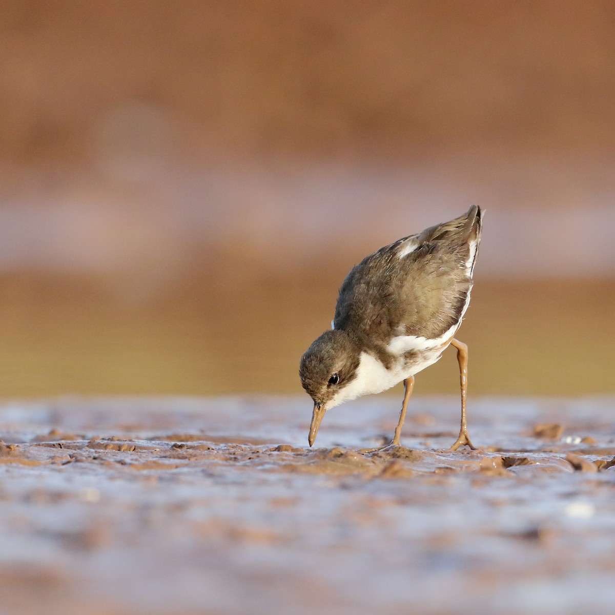 Red-kneed Dotterel - ML438402801