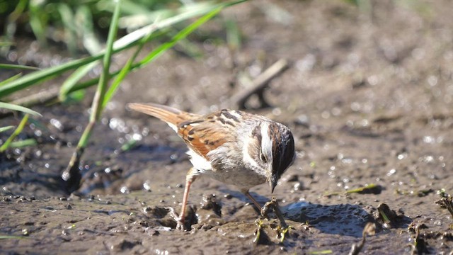 Swamp Sparrow - ML438402881