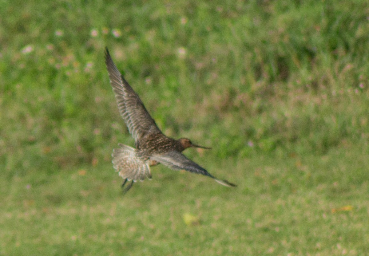 Bar-tailed Godwit - Trenton Voytko