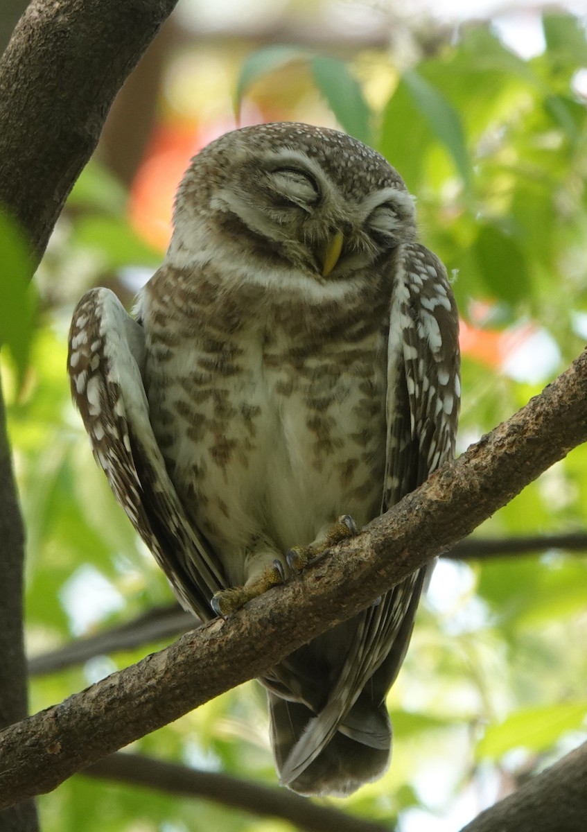Spotted Owlet - ML438415391
