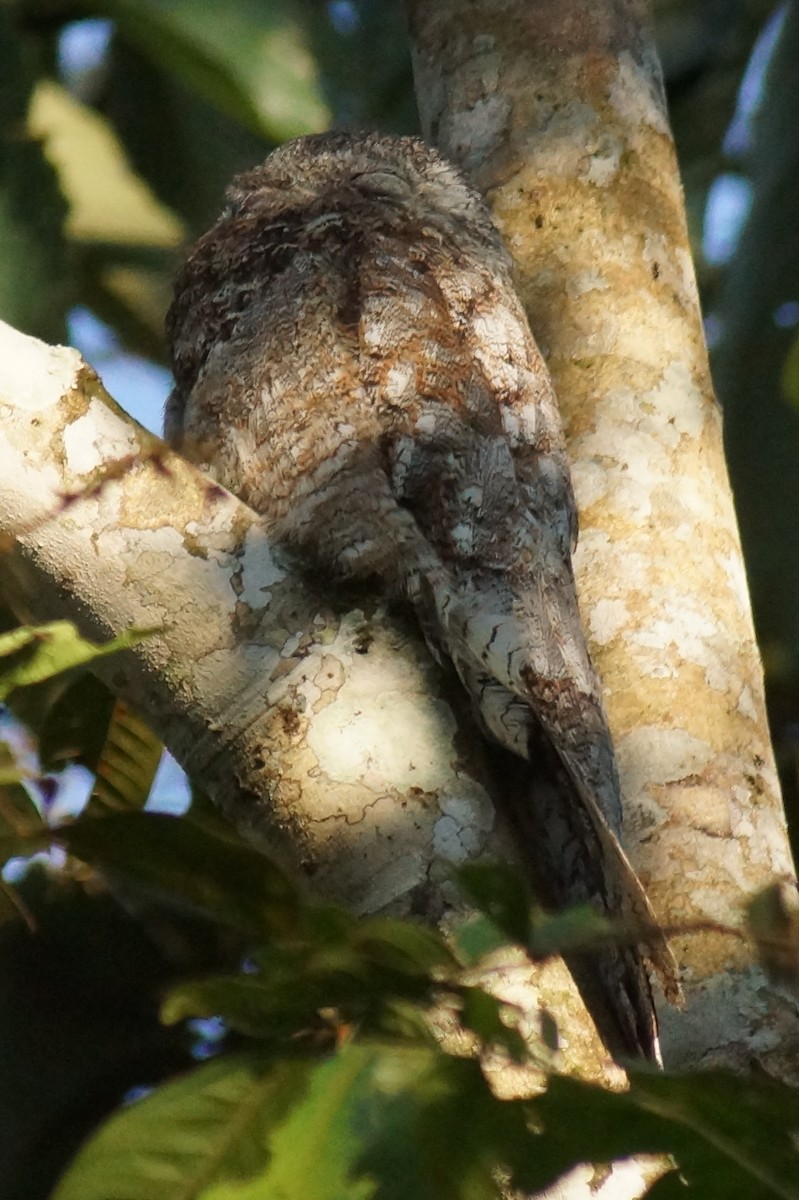 Great Potoo - Robin Oxley 🦉