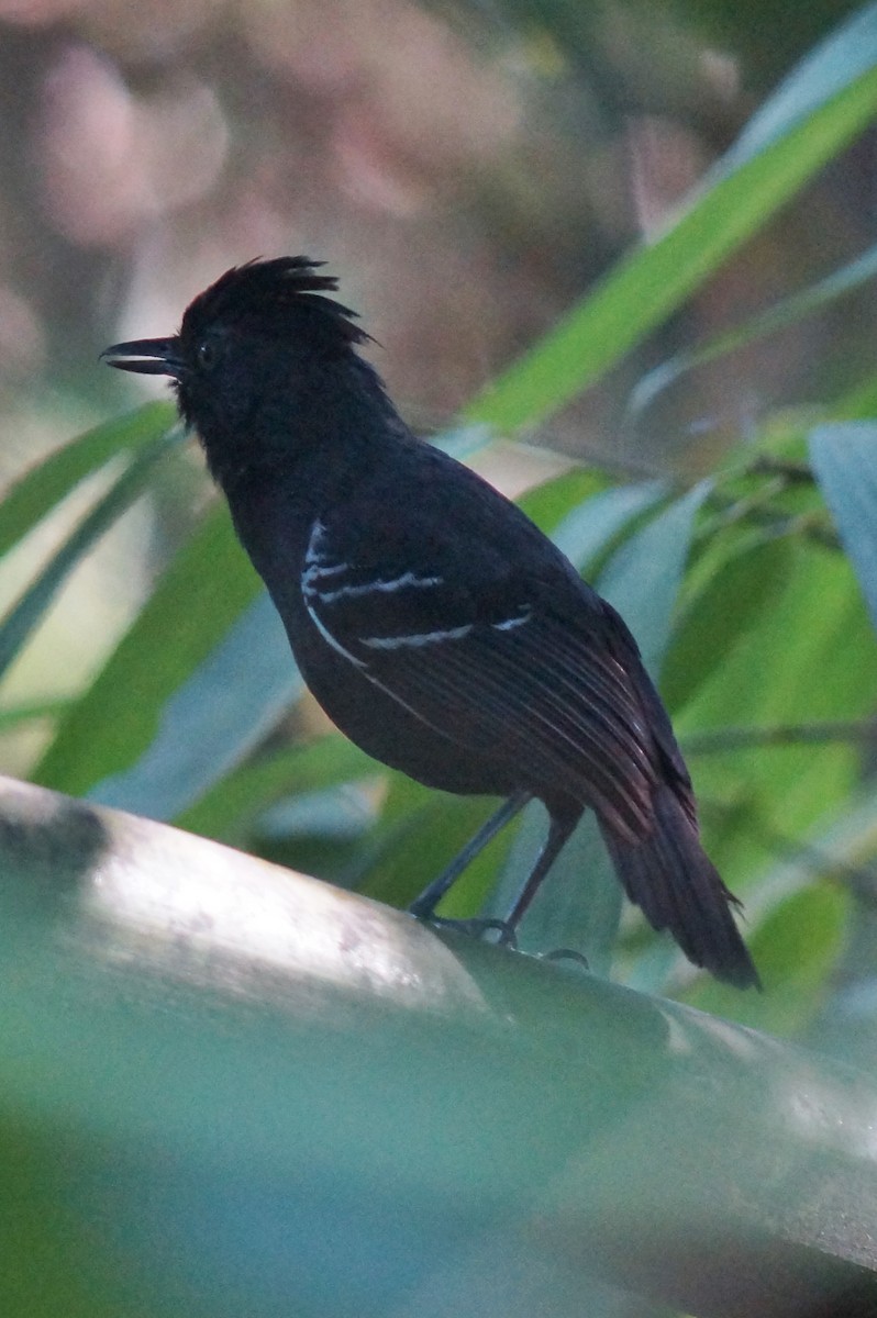 White-lined Antbird - Robin Oxley 🦉