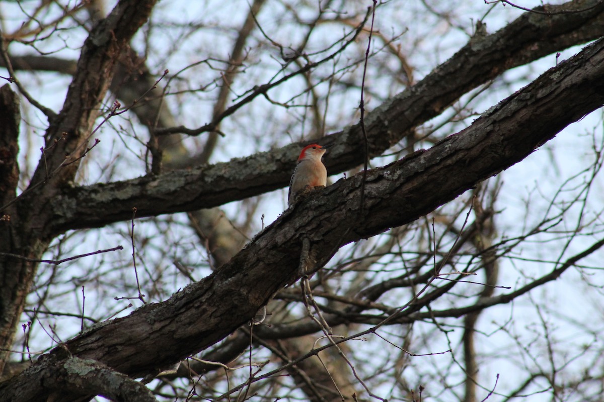 Red-bellied Woodpecker - ML438426271