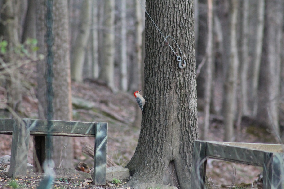 Red-bellied Woodpecker - ML438426301