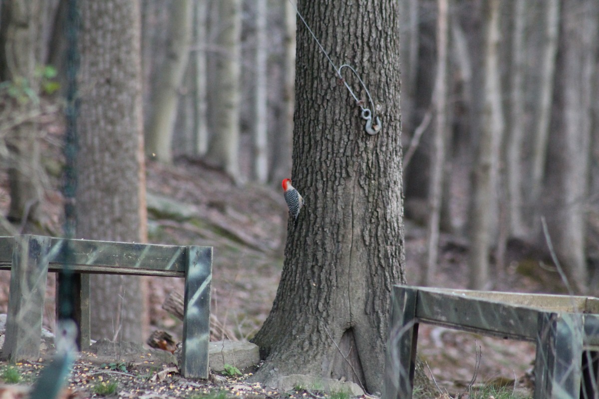 Red-bellied Woodpecker - ML438426311