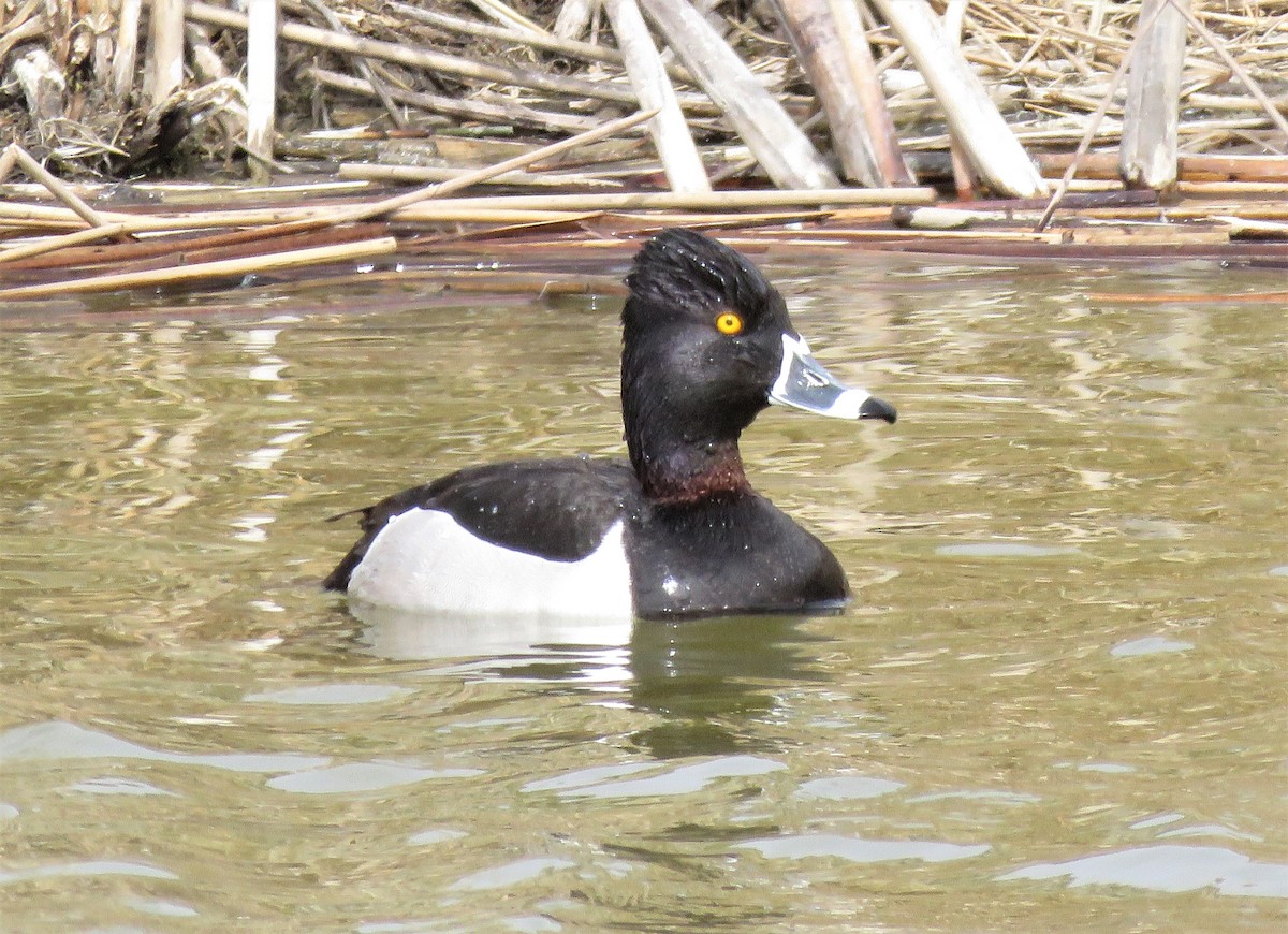 Ring-necked Duck - ML438430861