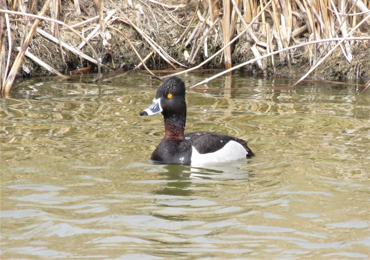 Ring-necked Duck - ML438431361