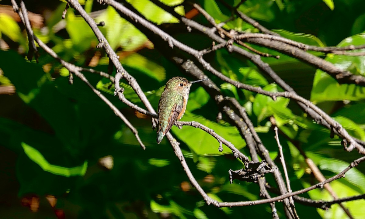 Allen's Hummingbird - ML438433681