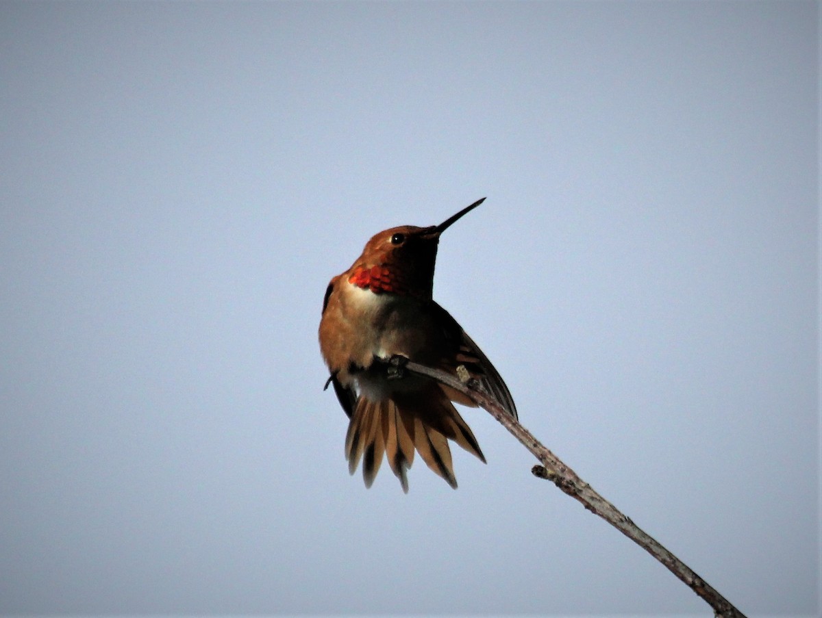 Rufous Hummingbird - ML438438461