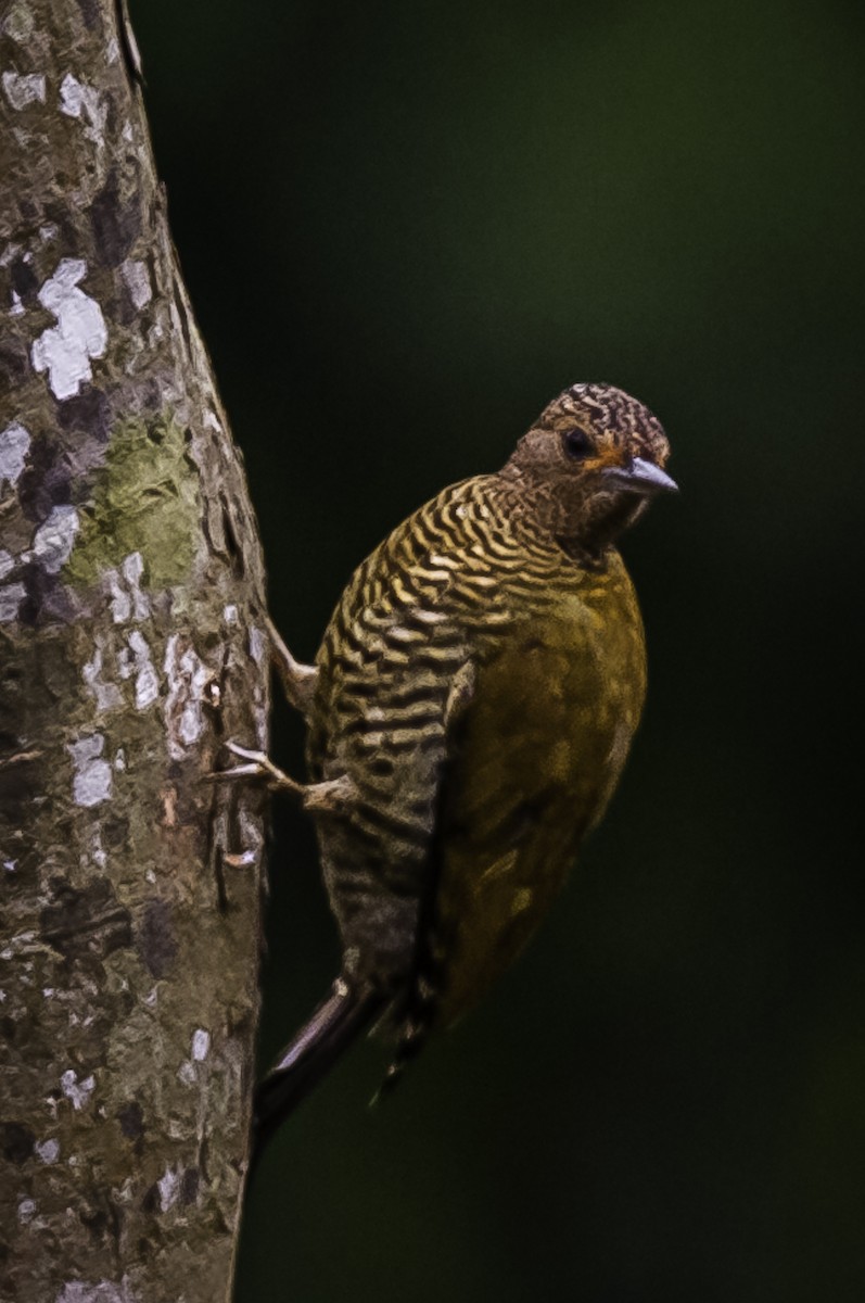 Green-backed Woodpecker (Little Green) - David Bishop