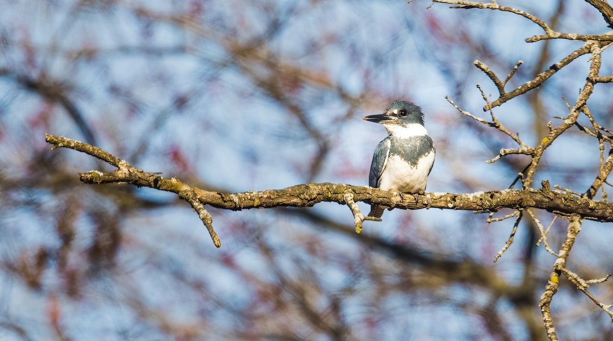 Belted Kingfisher - ML438440861