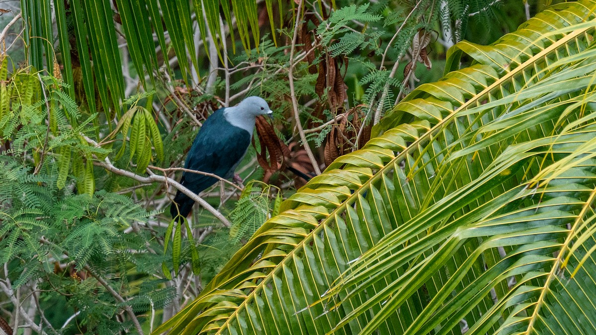 Polynesian Imperial-Pigeon - Javier Cotin
