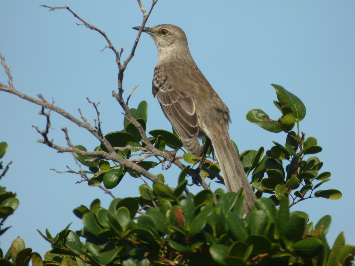 Bahama Mockingbird - ML43844181