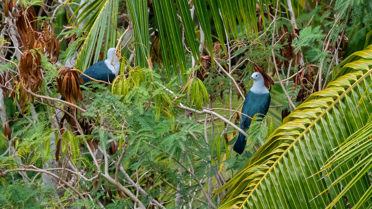 Polynesian Imperial-Pigeon - ML438442971