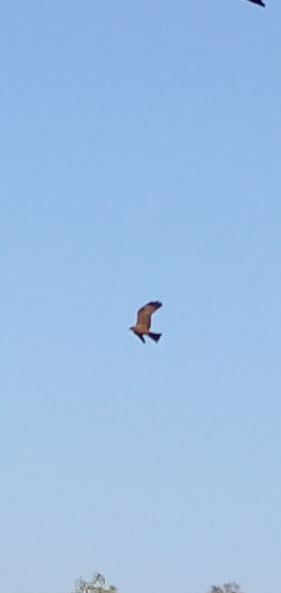 Spotted Harrier - ML438445131