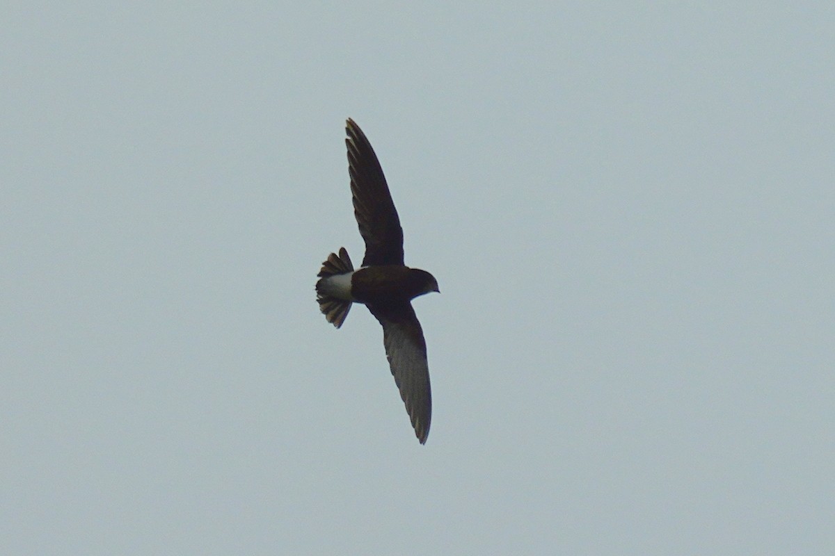 Silver-backed Needletail - ML438450261