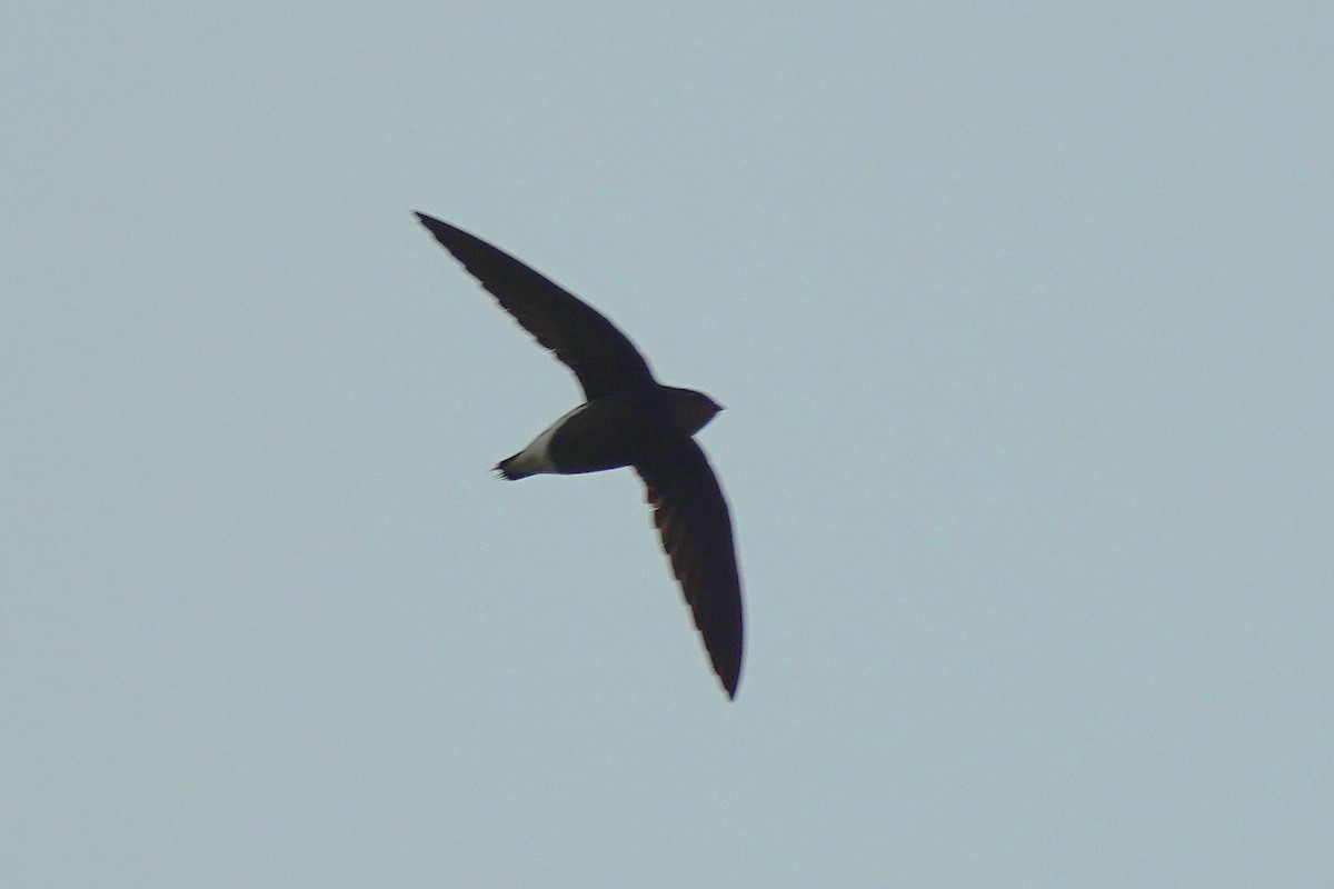 Silver-backed Needletail - ML438450281