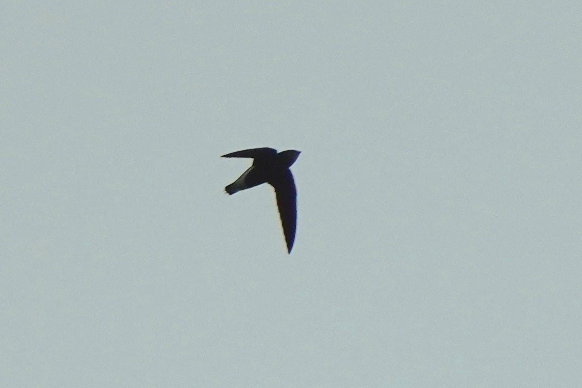 Silver-backed Needletail - ML438450291