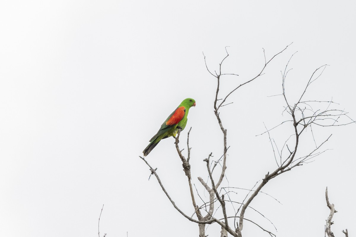 Red-winged Parrot - Warren Rowland